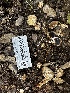  ( - HAY-F-001362)  @11 [ ] by-nc (2023) Aaron Tupac Fungal Diversity Survey
