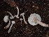  ( - HAY-F-005996)  @11 [ ] by-nc (2023) Dean Lyons Fungal Diversity Survey