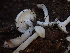  ( - HAY-F-005996)  @11 [ ] by-nc (2023) Dean Lyons Fungal Diversity Survey