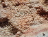  ( - HAY-F-005999)  @11 [ ] by-nc (2023) Dean Lyons Fungal Diversity Survey