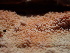  ( - HAY-F-005999)  @11 [ ] by-nc (2023) Dean Lyons Fungal Diversity Survey