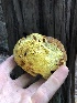  (Tyromyces - HAY-F-006002)  @11 [ ] by-nc (2023) Dean Lyons Fungal Diversity Survey