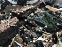  ( - HAY-F-006004)  @11 [ ] by-nc (2023) Dean Lyons Fungal Diversity Survey