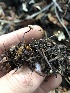  ( - HAY-F-006004)  @11 [ ] by-nc (2023) Dean Lyons Fungal Diversity Survey