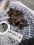  ( - HAY-F-006004)  @11 [ ] by-nc (2023) Dean Lyons Fungal Diversity Survey