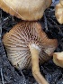 ( - HAY-F-006006)  @11 [ ] by-nc (2023) Dean Lyons Fungal Diversity Survey