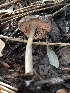  ( - HAY-F-006017)  @11 [ ] by-nc (2023) Dean Lyons Fungal Diversity Survey