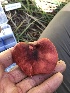  ( - HAY-F-006140)  @11 [ ] by-nc (2023) Dean Lyons Fungal Diversity Survey
