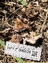  ( - HAY-F-006135)  @11 [ ] by-nc (2023) Dean Lyons Fungal Diversity Survey