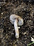  ( - HAY-F-006013)  @11 [ ] by-nc (2023) Dean Lyons Fungal Diversity Survey