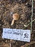  ( - HAY-F-006013)  @11 [ ] by-nc (2023) Dean Lyons Fungal Diversity Survey
