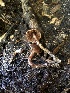  ( - HAY-F-006010)  @11 [ ] by-nc (2023) Dean Lyons Fungal Diversity Survey