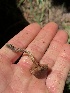  ( - HAY-F-006010)  @11 [ ] by-nc (2023) Dean Lyons Fungal Diversity Survey