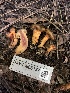  ( - HAY-F-006157)  @11 [ ] by-nc (2023) Dean Lyons Fungal Diversity Survey