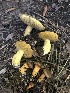  ( - HAY-F-006157)  @11 [ ] by-nc (2023) Dean Lyons Fungal Diversity Survey