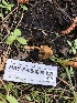  ( - HAY-F-006009)  @11 [ ] by-nc (2023) Dean Lyons Fungal Diversity Survey