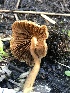  ( - HAY-F-006009)  @11 [ ] by-nc (2023) Dean Lyons Fungal Diversity Survey