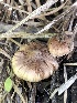  (Inocybe sp. griseolilacina-PNW28 - HAY-F-006131)  @11 [ ] by-nc (2023) Dean Lyons Fungal Diversity Survey