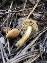  ( - HAY-F-006155)  @11 [ ] by-nc (2023) Dean Lyons Fungal Diversity Survey