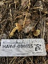  ( - HAY-F-006155)  @11 [ ] by-nc (2023) Dean Lyons Fungal Diversity Survey