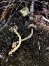  ( - HAY-F-006145)  @11 [ ] by-nc (2023) Dean Lyons Fungal Diversity Survey