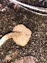  ( - HAY-F-006145)  @11 [ ] by-nc (2023) Dean Lyons Fungal Diversity Survey