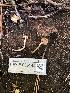  ( - HAY-F-006145)  @11 [ ] by-nc (2023) Dean Lyons Fungal Diversity Survey