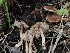  ( - HAY-F-006141)  @11 [ ] by-nc (2023) Dean Lyons Fungal Diversity Survey