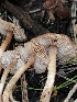  ( - HAY-F-006141)  @11 [ ] by-nc (2023) Dean Lyons Fungal Diversity Survey