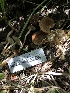  ( - HAY-F-006141)  @11 [ ] by-nc (2023) Dean Lyons Fungal Diversity Survey