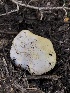  ( - HAY-F-006149)  @11 [ ] by-nc (2023) Dean Lyons Fungal Diversity Survey