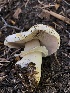  ( - HAY-F-006149)  @11 [ ] by-nc (2023) Dean Lyons Fungal Diversity Survey