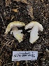 ( - HAY-F-006149)  @11 [ ] by-nc (2023) Dean Lyons Fungal Diversity Survey