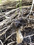  (Helvella sp. CA15 - HAY-F-006118)  @11 [ ] by-nc (2023) Dean Lyons Fungal Diversity Survey