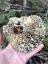  (Lactarius sp. deterrimus-CA01 - HAY-F-006062)  @11 [ ] by-nc (2023) Dean Lyons Fungal Diversity Survey
