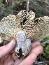  ( - HAY-F-006062)  @11 [ ] by-nc (2023) Dean Lyons Fungal Diversity Survey