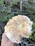  ( - HAY-F-006062)  @11 [ ] by-nc (2023) Dean Lyons Fungal Diversity Survey