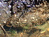  ( - HAY-F-006103)  @11 [ ] by-nc (2023) Dean Lyons Fungal Diversity Survey