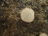  ( - HAY-F-006103)  @11 [ ] by-nc (2023) Dean Lyons Fungal Diversity Survey