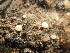  ( - HAY-F-006103)  @11 [ ] by-nc (2023) Dean Lyons Fungal Diversity Survey