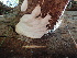  (Fomitopsis flavimontis - HAY-F-006151)  @11 [ ] by-nc (2023) Dean Lyons Fungal Diversity Survey
