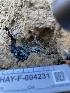  ( - HAY-F-004231)  @11 [ ] by-nc (2023) Jaren Hockert Fungal Diversity Survey