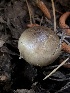  ( - HAY-F-006063)  @11 [ ] by-nc (2023) Dean Lyons Fungal Diversity Survey