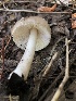  ( - HAY-F-006063)  @11 [ ] by-nc (2023) Dean Lyons Fungal Diversity Survey