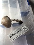  ( - HAY-F-006063)  @11 [ ] by-nc (2023) Dean Lyons Fungal Diversity Survey