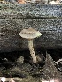  ( - HAY-F-006064)  @11 [ ] by-nc (2023) Dean Lyons Fungal Diversity Survey