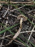  ( - HAY-F-006064)  @11 [ ] by-nc (2023) Dean Lyons Fungal Diversity Survey