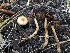  (Hebeloma excedens - HAY-F-006065)  @11 [ ] by-nc (2023) Dean Lyons Fungal Diversity Survey