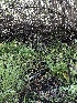  ( - HAY-F-006065)  @11 [ ] by-nc (2023) Dean Lyons Fungal Diversity Survey
