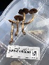  ( - HAY-F-006065)  @11 [ ] by-nc (2023) Dean Lyons Fungal Diversity Survey